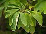 Sassafras albidum